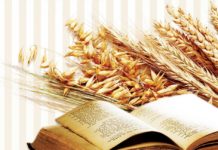 Chúa nhật XVI thường niên, năm A: Các bài suy niệm & chú giải Lời Chúa