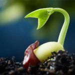 Chúa nhật XI thường niên, năm B: Các bài suy niệm & chú giải Lời Chúa