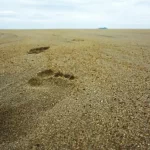 Khắc khoải mong sự bất diệt đời này